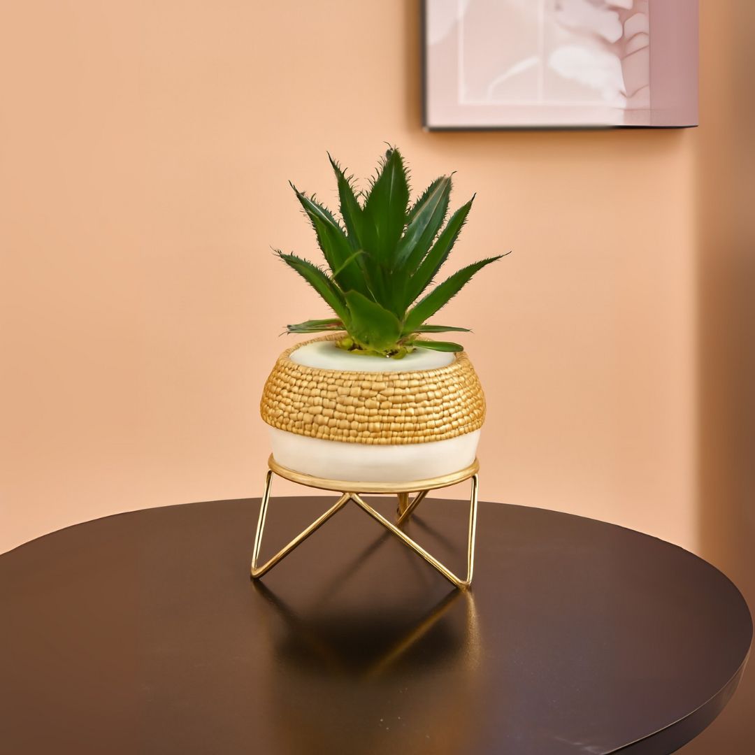 Ceramic Pot with Cactus Plant on a Metal Stand