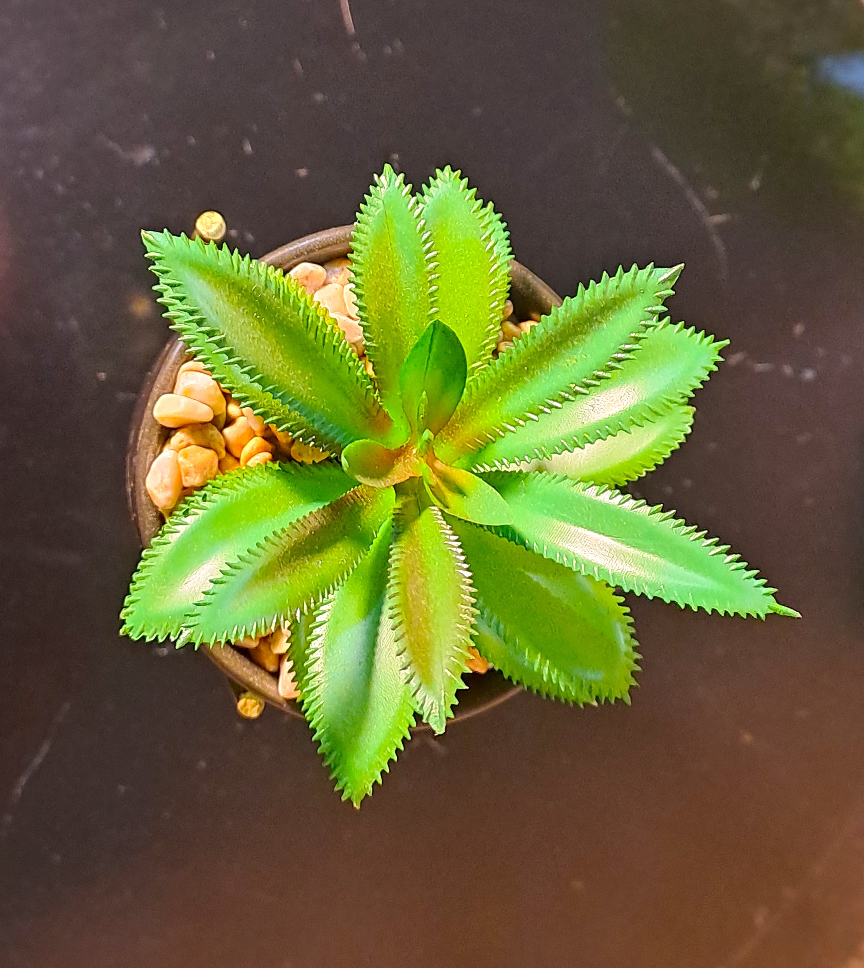 Black Ceramic Pot with Cactus Plant on a Tripod Stand