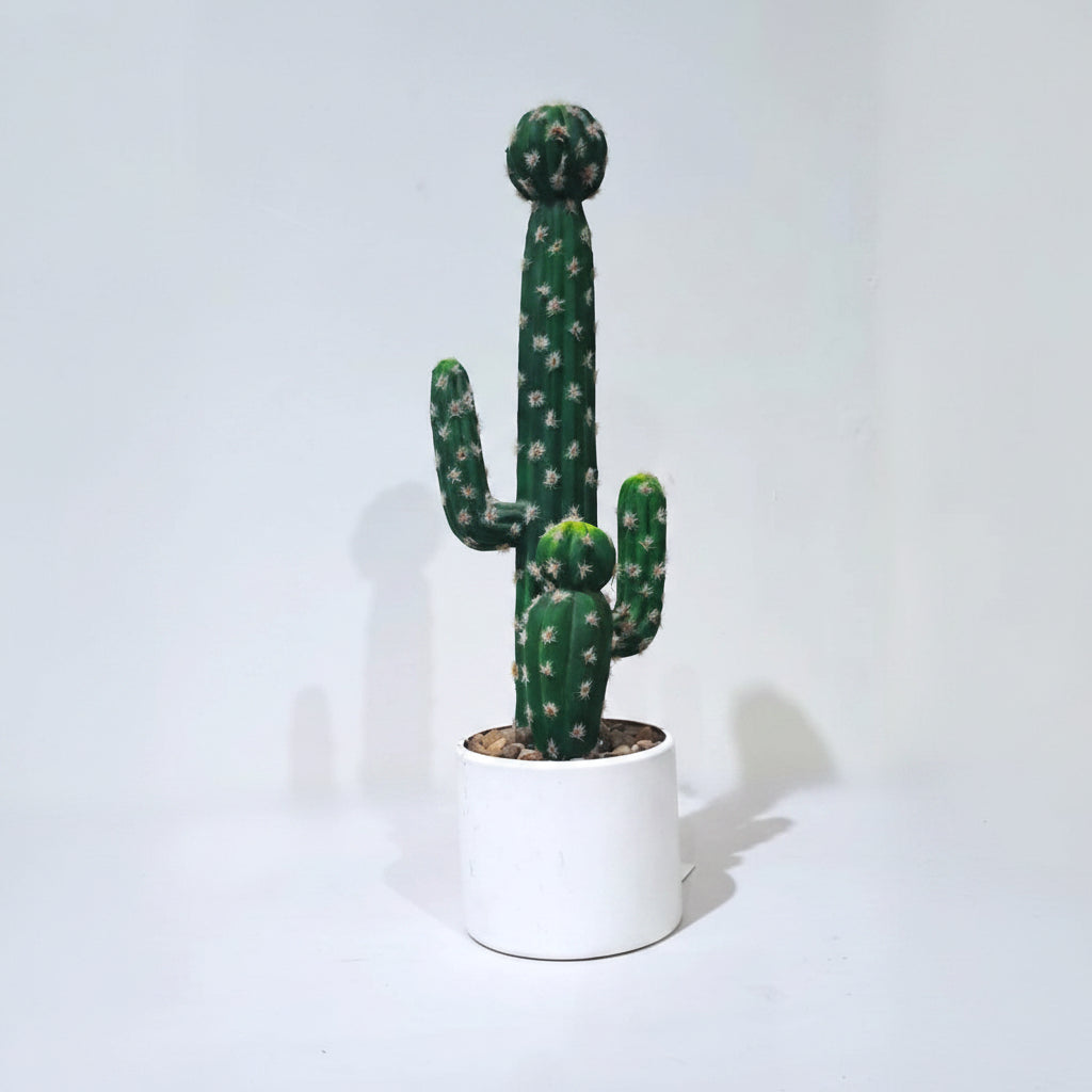 Green Cactus Tree in White Plastic Pot