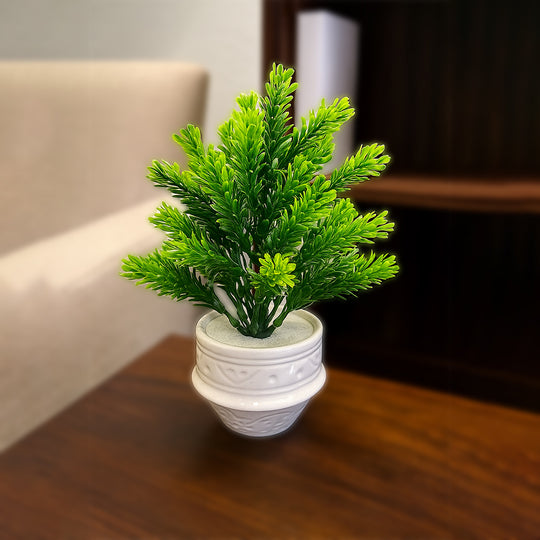 White Ceramic Pot with Classic Green Plant